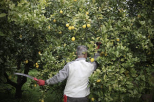 Paco Bedoya pruning a lemon tree with a saw