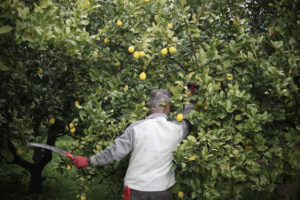 Paco Bedoya élaguant un citronnier à la scie