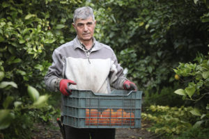Organic producer Paco Bedoya holding a full crate of harvested oranges