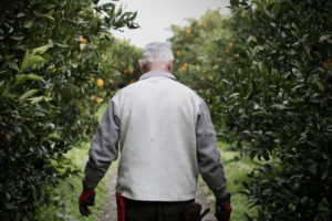 Vista desde atrás del agricultor ecológico Paco Bedoya caminando entre hileras de limoneros