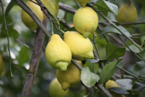 Close-up of lemons growing on the tree