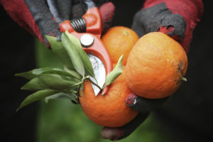 Close-up of oranges being cut from the tree