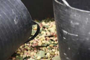 Containers of freshly harvested pistachio nuts mixed with leaves