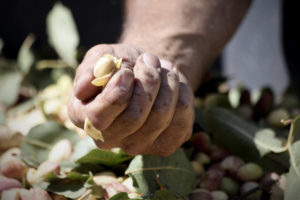 Close-up of a hand holding a fresh peeled pistachio nut