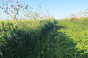 Pistachebomen groeien in een groen veld