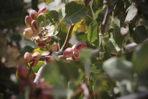Close-up of pistachio nuts growing on the tree