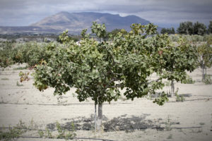 Un groupe de pistachiers dans un paysage sec et lumineux, avec des tuyaux d'irrigation entre eux
