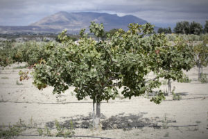 Un grupo de pistachos en un paisaje seco y luminoso, con tuberías de riego entre ellos