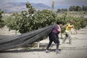 Een vrouw en een man trekken samen grote netten rond een pistacheboom, ter voorbereiding van de oogst