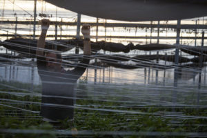 Biologische landbouwer Constantino Ruiz inspecteert een groot aantal touwtjes die horizontaal tussen de peperplanten hangen
