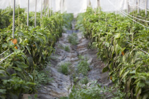 View looking along a pathway inside a large greenhouse between rows of pepper plants