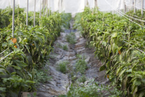 Vista mirando a lo largo de un camino dentro de un gran invernadero entre hileras de plantas de pimiento