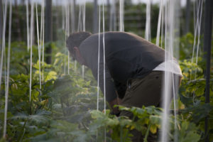 Biologische landbouwer Constantino Ruiz inspecteert een serre met tomatenplanten
