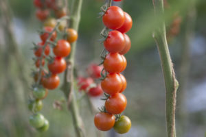 Close-up van cherrytomaten die aan de tros groeien
