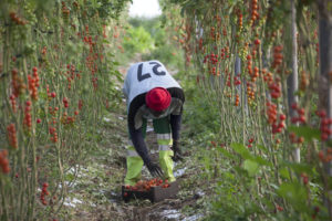 A worker collecting cherry tomatoes by hand inside a large greenhouse