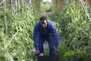 A worker harvesting peppers by hand inside a large greenhouse