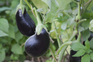 Close-up of black aubergines on the plant