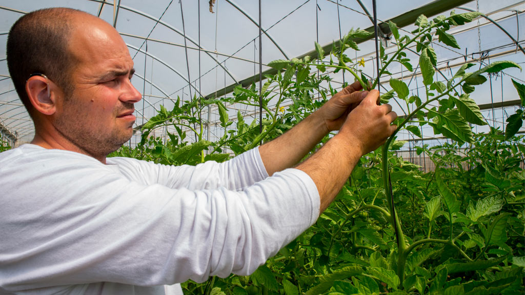 El productor de frutas y verduras orgánicas Rubén Ayala trabaja en su invernadero