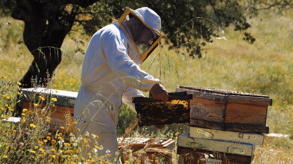 Productor de miel orgánica Sol y Tierra trabajando con colmenas