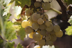 Close-up of white grapes growing on the vine