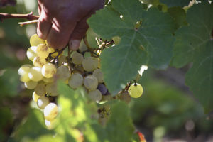 Close-up of white grapes growing on the vine
