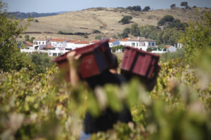Winemaker José Acosta walking towards a small town, carrying a large crate on each shoulder