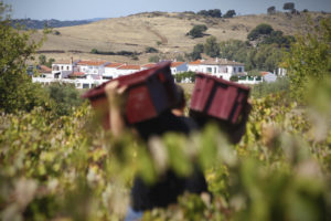 Le vigneron José Acosta se dirige vers une petite ville, portant une grande caisse sur chaque épaule