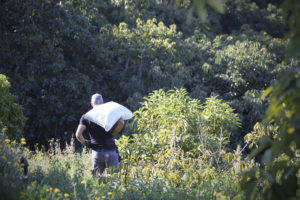 El agricultor ecológico Jose González lleva un pesado saco al hombro, caminando por un claro lleno de plantas silvestres hasta la cintura