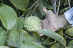 Close-up van een hand die een chirimoya vasthoudt die aan de boom groeit