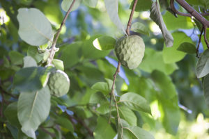 A custard apple hanging between the leaves of a tree