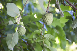 Une pomme-crème suspendue entre les feuilles d'un arbre