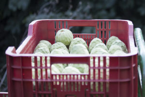 A red crate full of harvested custard apples