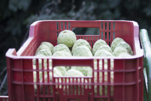 Une caisse rouge remplie de pommes de garde récoltées