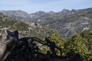 Vista desde la finca de Jose González, mirando a través de un valle hacia las montañas y las terrazas de árboles