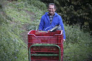 Freshly harvested custard apples collected in packing crates, stacked and being moved by hand