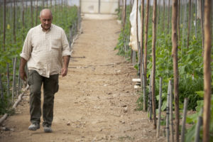 Álvaro Bazán walking between rows of plants inside his greenhouse