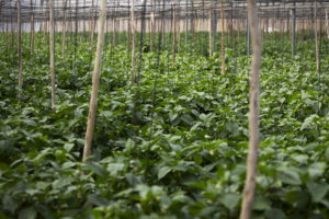 A large number of green leaf plants, growing inside a greenhouse