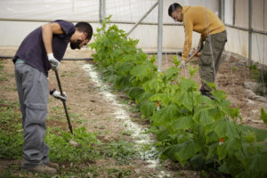 Two workers clearing weeds and fertilising on either side of a row of plants
