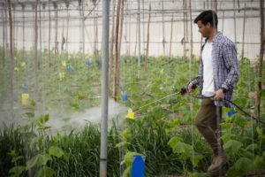 A worker spraying plants inside a greenhouse