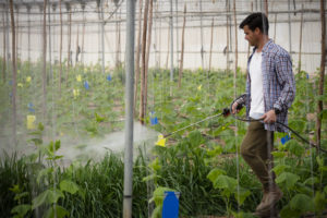 Een arbeider die planten besproeit in een kas