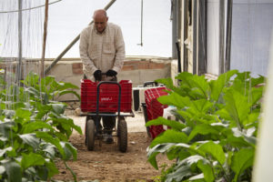 Álvaro Bazán moving red packing crates on a small trolley, between rows of plants inside his greenhouse