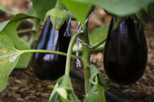 Close-up of black aubergines