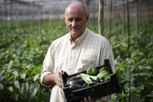 Organic farmer Álvaro Bazán holding a crate of fresh aubergines, green peppers and broad beans