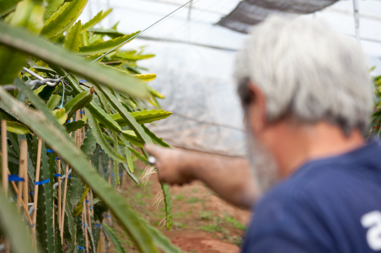 Antonio Florido tending to dragon fruit plants in a greenhouse