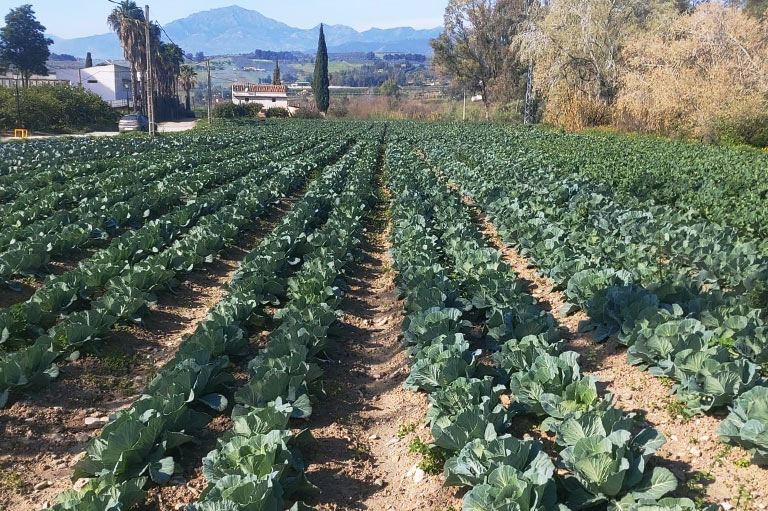 Rows of cabbages grown outdoors by the Biomilanes Cooperative
