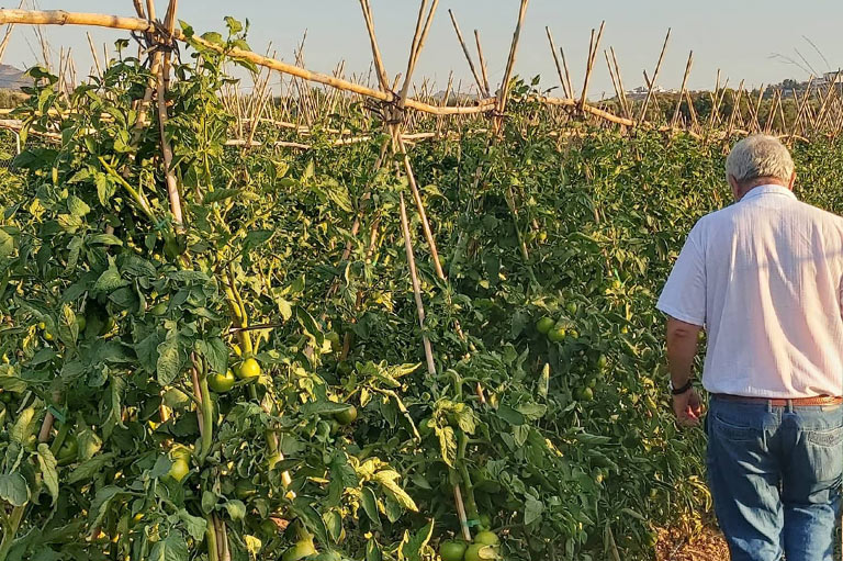 Rijen tomatenplanten in volle grond