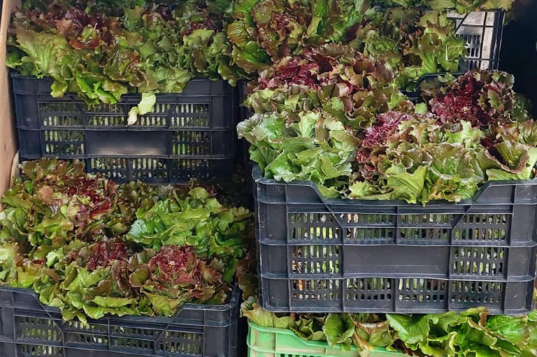 Lettuce packed in boxes for delivery