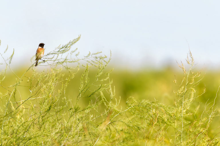 A bird sitting on a stalk of long grass