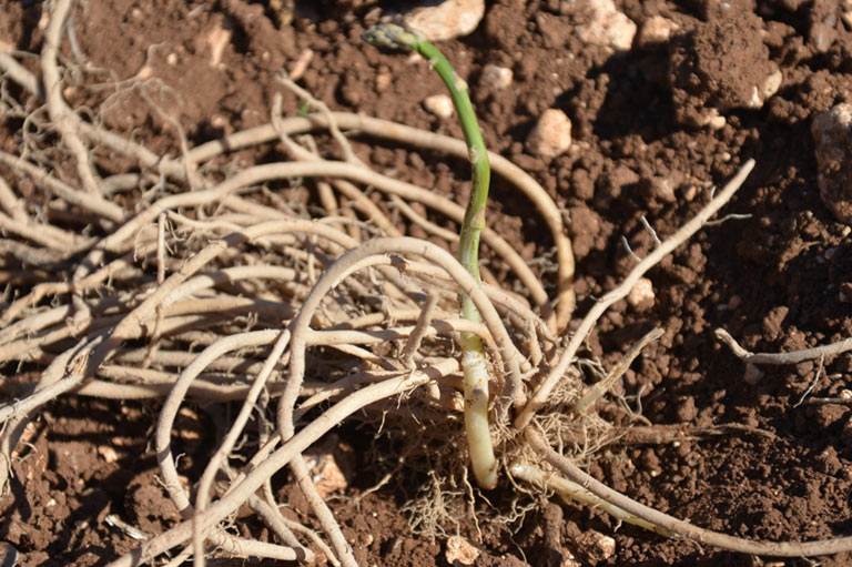 An asparagus shoot emerging from the ground
