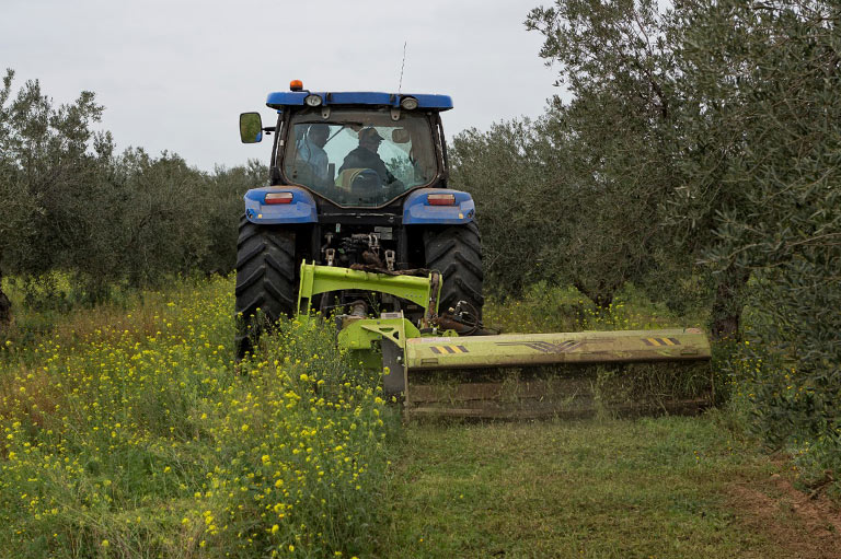 Un tractor segando la pradera alrededor de los olivos